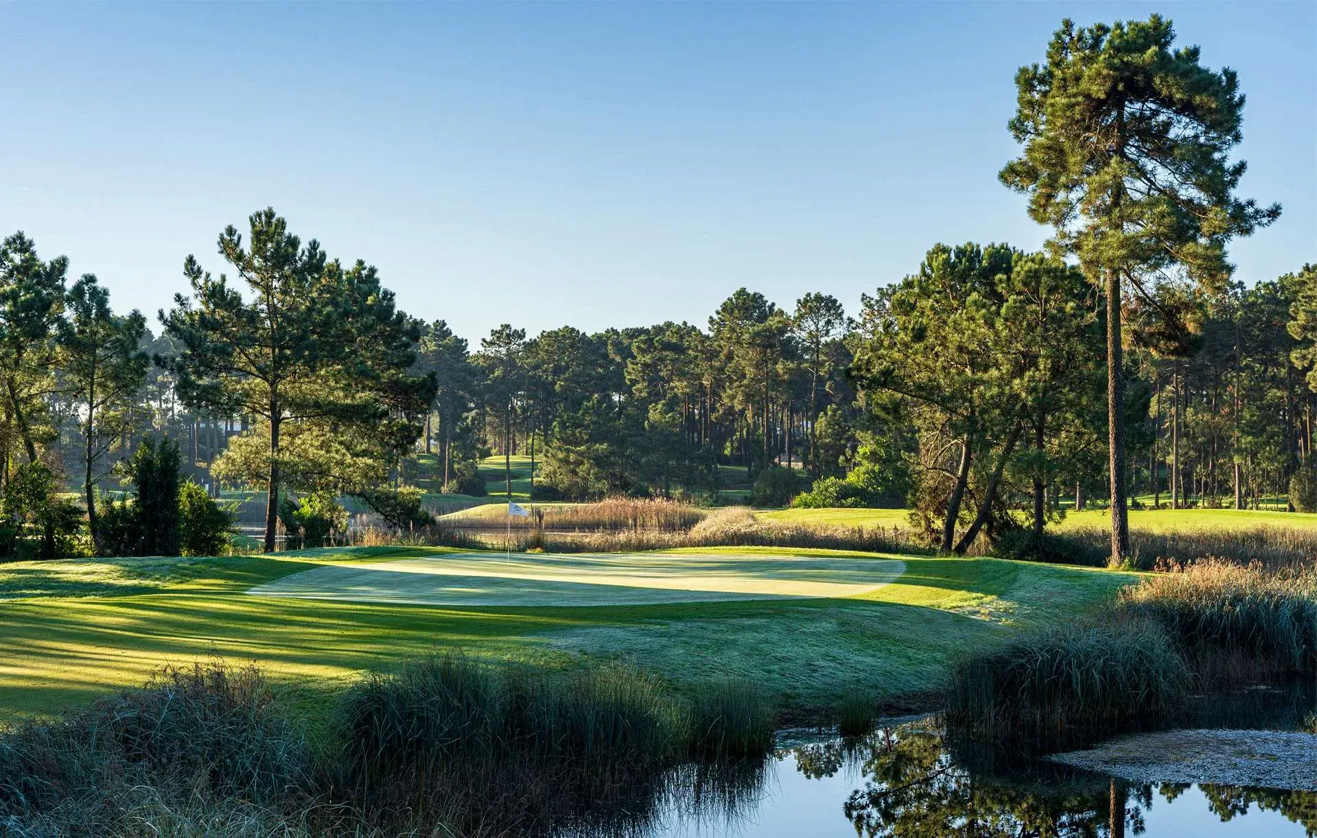 Pine forest and green at PGA Aroeira Lisboa