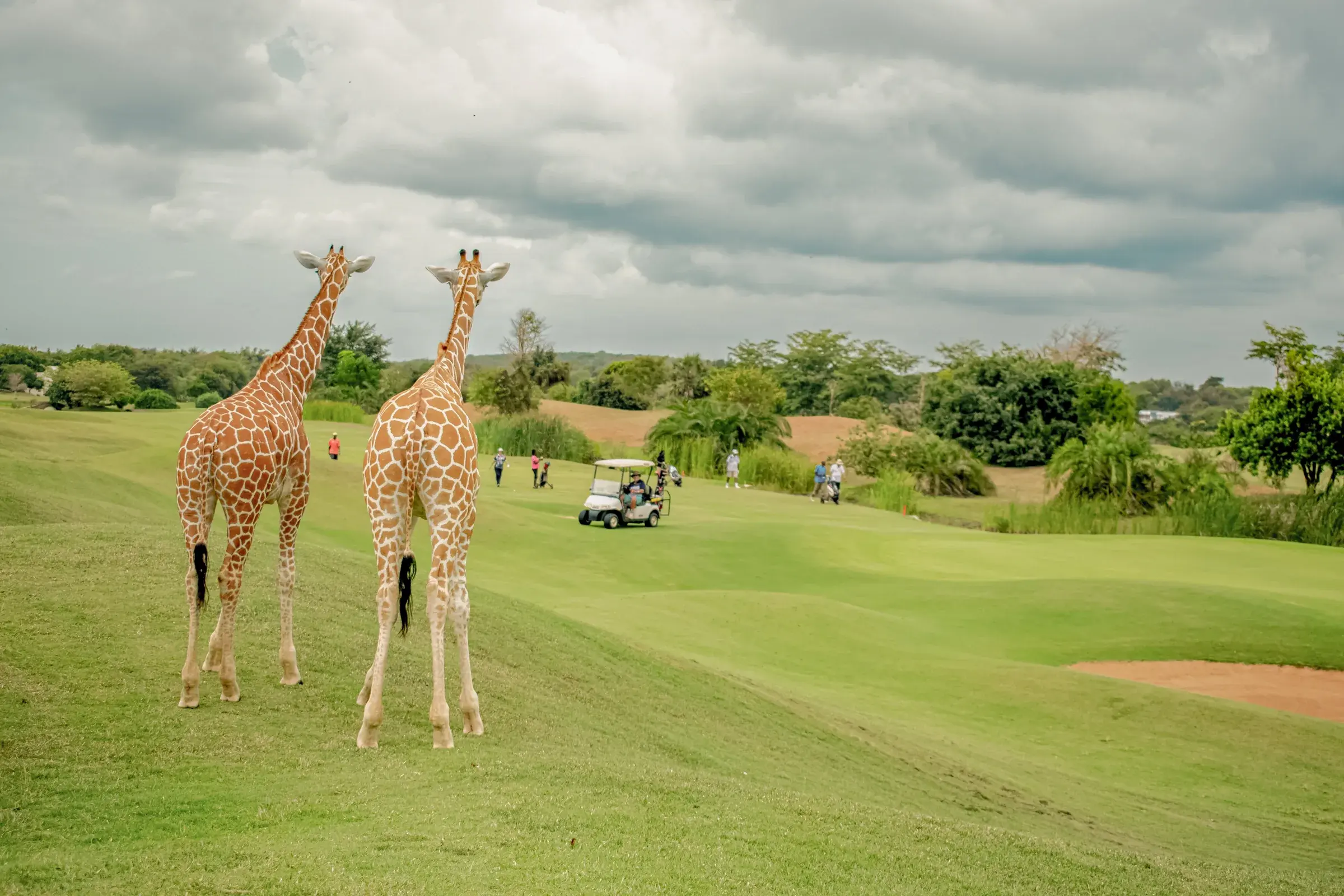 Giraffes walking across the golf course at Vipingo Ridge